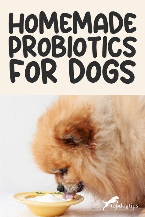 Diy Dog Probiotic, Probiotic For Dogs Diy, Dog Probiotics Natural, Gut Health For Dogs, Diy Probiotics For Dogs, Dog Gut Health Recipes, Homemade Probiotics For Dogs, Dog Probiotics Diy, Probiotic Dog Treat Recipe