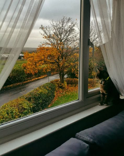 Fall Mood Board, Autumn Magic, Looking Out The Window, Cozy Aesthetic, Autumn Scenery, Fall Feels, Window View, Autumn Vibes, Fall Aesthetic