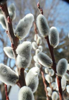 Deco Champetre, Signs Of Spring, Inner Glow, Spring Sign, Spring Inspiration, Close Your Eyes, Flowers Nature, Flower Pictures, Amazing Flowers