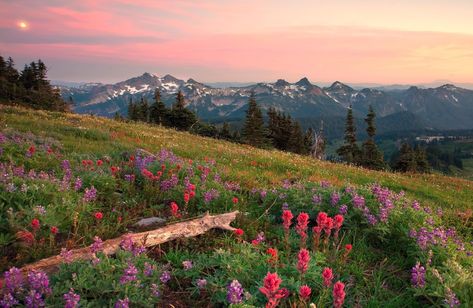 Mountain Field, pink celosia #hills #field #mountains #flowers 3d and abstract #1080P #wallpaper #hdwallpaper #desktop Norway Wallpaper, Desktop Wallpaper Summer, Macbook Backgrounds, Google Backgrounds, Nature Desktop Wallpaper, Notebook Wallpaper, Frühling Wallpaper, Nature Desktop, Mac Wallpapers