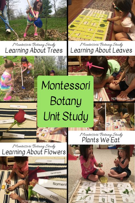 Montessori Garden Activities, Montessori Themed Activities, Botany Unit Study, Montessori Homeschool Preschool, Montessori Garden, Montessori Botany, Botany Lessons, Kindergarten Montessori, Unit Study Ideas