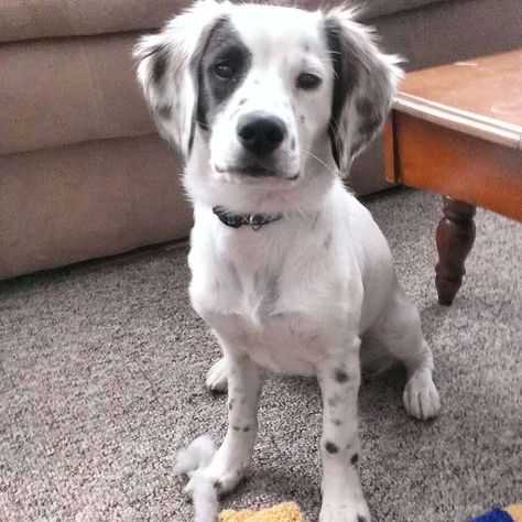 Dog Oc, Dalmatian Mix, Cavachon Dog, Puggle Dogs, Pomsky Dog, Mixed Breed Puppies, Cocker Spaniel Mix, Corgi Mix, Dalmatian Puppy