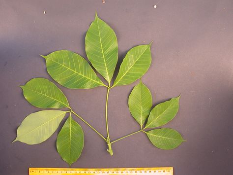 Hevea Brasiliensis Leaves Hevea Brasiliensis, Rubber Tree, Amazon Rainforest, Plant Leaves, Plants