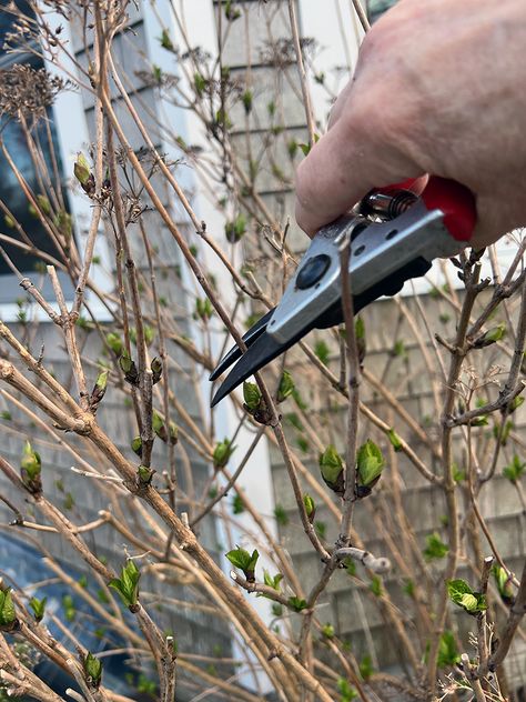 Pruning Mophead and Lacecap Hydrangeas Lacecap Hydrangea, Mophead Hydrangea, Lace Cap Hydrangea, Hydrangea Serrata, Instead Of Flowers, Hydrangea Macrophylla, Hydrangea Not Blooming, Hedge Trimmers, Looking Out The Window