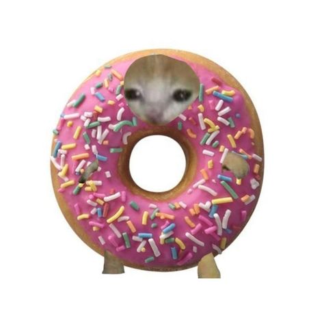 Donut Meme, Donut Cat, Cat Snacks, Pink Costume, Dog Icon, Pink Donuts, Cat Costumes, Cat Aesthetic, Silly Cats