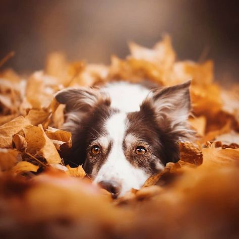 Dog Owner Photoshoot, Halloween Puppy, Autumn Dog, Fall Photoshoot, Cute Wild Animals, Dog Halloween, Dog Photography, Animal Planet, Girl Falling