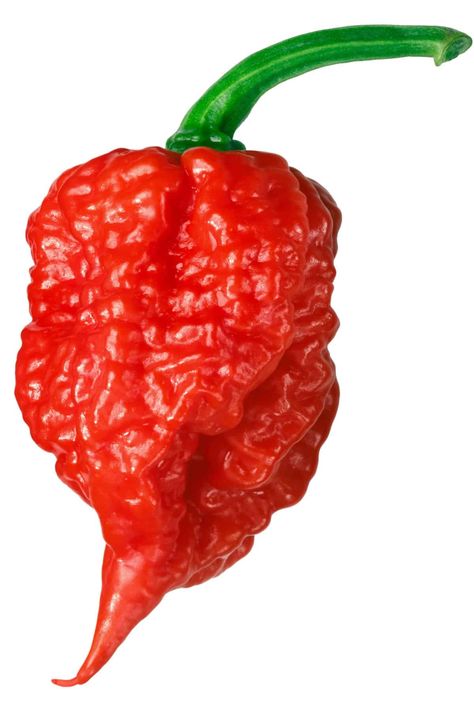 Carolina Reaper Recipe, Carolina Reaper Hot Sauce Recipe, Chili Pepper Plant, Types Of Chili Peppers, Carolina Reaper Pepper, Hot Sauce Recipes, Carolina Reaper, Hot Pepper Sauce, Chile Pepper