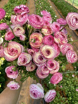 Spring Blooming Flowers, Persian Buttercup, Perennial Bulbs, Spring Gardening, Buttercup Flower, Ranunculus Flowers, Fall Bulbs, Tulip Design, Spring Bulbs