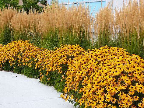 Rudbeckia-Goldsturm & Calamagrostis Karl Forester or Overdam Goldsturm Rudbeckia, Ornamental Grass Garden, Karl Forester, Grass Garden, Ornamental Grass, Hosta Gardens, Landscape Plants, Grasses Landscaping, Front Landscaping