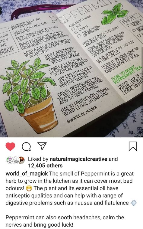 Herbology Notes, Holistic Journal, Green Bujo, Plants Activity, Magical Herbs Witchcraft, Fantasy Plant, Herb Life, Book Binding Diy, Plant Journal