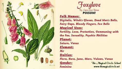 Foxglove Magical Properties - The Magical Circle School - www.themagicalcircle.net Magick Herbs, Magical Circle, Magickal Herbs, Witch Herbs, Green Witchcraft, Plant Magic, Witch Garden, Magic Herbs, Herbal Plants