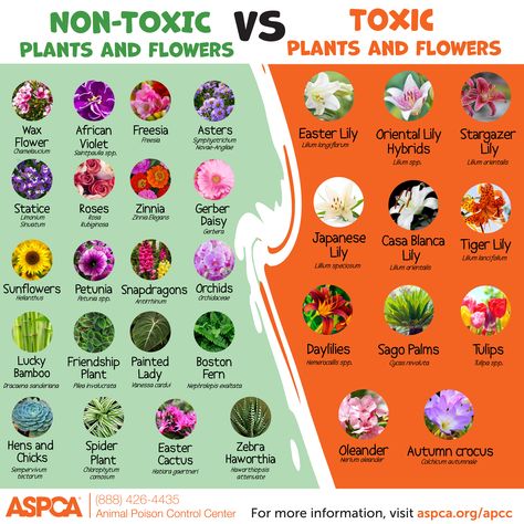 Do You Know Which Flowers and Plants are Toxic to Pets? Our Experts Explain! | ASPCA Plants Not Toxic To Dogs, Toxic Flowers For Cats, Non Toxic Flowers Cats, Pet Friendly Flowers, Pet Safe Flowers, Cat Safe Flowers, Cat Friendly Flowers, Flowers Safe For Cats, Flowers Toxic To Cats