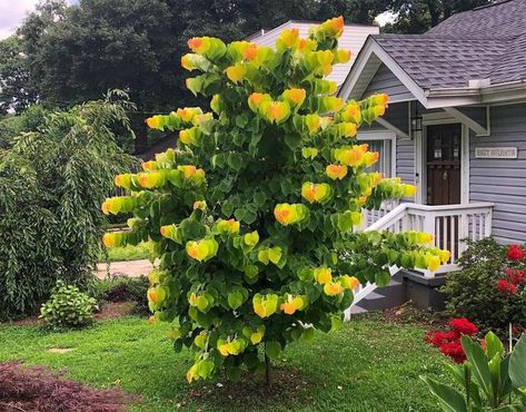 Houseplant Central | One of my favorite trees is the Rising Sun Redbud (Cercis Canadensis) 🌿 | Facebook Rising Sun Redbud, Cercis Canadensis, Eastern Redbud, Redbud Tree, Red Bud, The Rising Sun, Small Yard, Winter Trees, Rising Sun