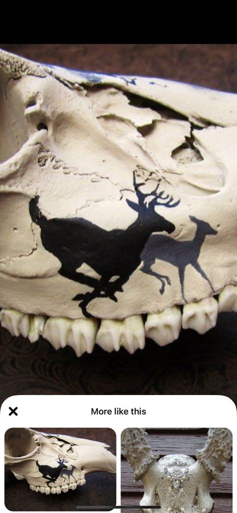 Reindeer Skull, Oh Deer, Antlers, Reindeer, Deer