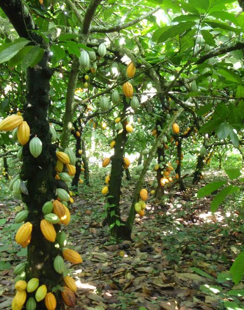 Como Plantar Pitaya, Cacao Tree, Cacao Fruit, Chocolate Tree, Chocolate Dreams, Cocoa Chocolate, Survival Gardening, Food Forest, Theobroma Cacao