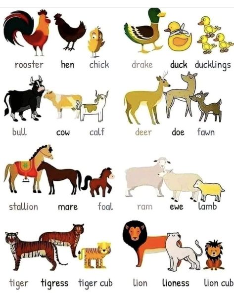 Animals Name In English, Animal Names, Leona Lewis, Learning English For Kids, English Phonics, Cat Stevens, English Vocab, Interesting English Words, Good Vocabulary Words