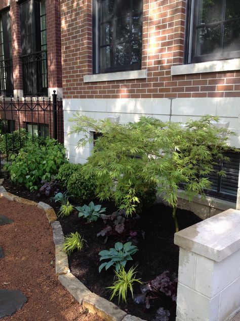 Japanese Maple, Hakone Grass, Blue hosta, Hydrangea.  Crushed Granite path with natural stone border.  North Center, Chicago, IL Japanese Maple And Hydrangea, Side Yard Ideas, Bed Plants, Hakone Grass, Blue Hosta, Crushed Granite, Hydrangea Landscaping, Garden Shade, Small Japanese Garden