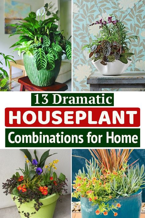 Want to grow multiple plants together in one pot? Looking for the best Houseplant Combination that could work out in your favor? You are at the right place! Indoor Container Garden Houseplant, Mixed Plants In Pots Indoor, Multiple Houseplants In One Pot, Indoor House Plant Combinations, Houseplant Arrangements Planters, Plant Combinations Indoor, Mixing Indoor Plants In One Pot, Mixing Plants In One Pot, Mixed Indoor Plant Arrangement