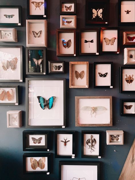 Butterfly Display Wall, Bug Gallery Wall, Moth Themed Bedroom, Butterfly Office Decor, Dried Butterfly Art, Butterfly Framed Art Wall Decor, Preserved Butterfly Art, Taxidermy Butterfly Wall, Butterfly Collection Display