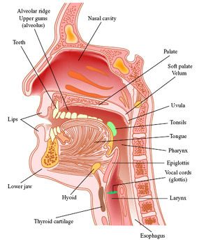 【Throat Anatomy】: Understanding the Basics of it with Diagrams #anatomy #throat Larynx Anatomy Drawing, Slp Anatomy, Throat Anatomy, Anatomy Head, Soft Palate, Human Body Anatomy, Human Anatomy And Physiology, Speech Activities, Medical Anatomy