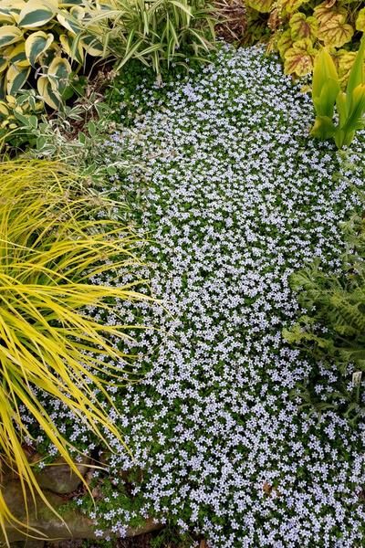 Best Flowering Perennials for Shade | Plant Delights Nursery 6a Gardening, Blue Star Creeper, Blue Flowering Plants, Perennial Ground Cover, Shade Tolerant Plants, Fairy Garden Plants, Pollinator Plants, Rabbit Garden, Best Perennials