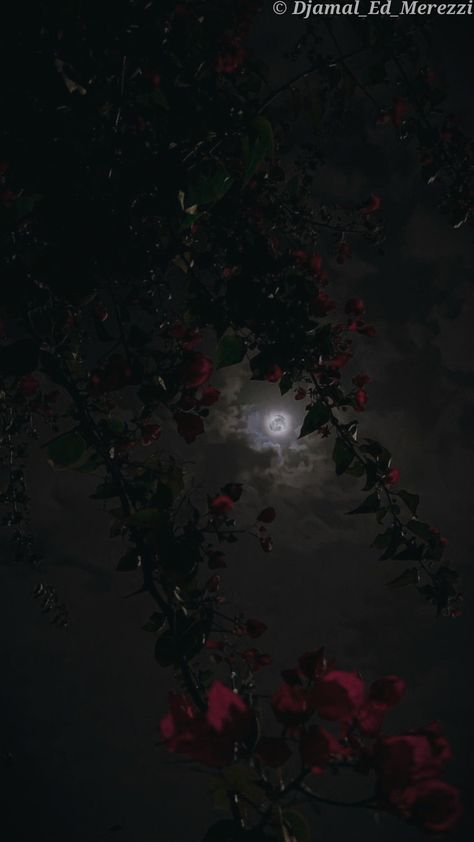 A beautiful stunning view between roses to the moon Dark Feminine Lockscreen, Dark Roses Wallpaper, Cinderella Ballroom, Roses At Night, Rose Fence, Dark Ethereal, Wilted Rose, Dark Roses, Dark Core