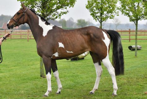 UCS Utah's Design, Belgian Warmblood mare Belgian Warmblood, Warmblood Horses, Dream Barn, Horse Breeds, Thoroughbred, Ponies, Utah, Abc, Horses