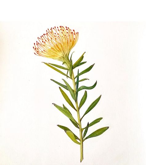 Pincushion flower in coloured pencil from Instagram @botanicalart_by_jen #color pencil art #color pencil drawing Fynbos Drawing, Pincushion Flower Drawing, Pincushion Protea Drawing, Australian Botanical Illustration, Fynbos Tattoo, Art Color Pencil, Pincushion Flower, Pincushion Protea, Flower Workshop