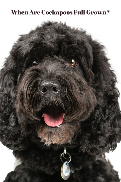 Black Cockapoo Haircut Styles, Cockerpoo Full Grown, Cockapoo Full Grown, Cockapoo Haircut, Black Cockapoo, Dog And Puppies, Cockapoo Puppy, Dogs Tips, Black Poodle