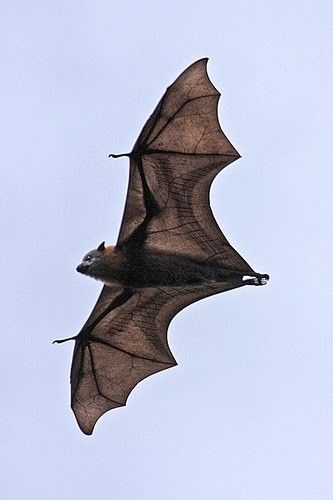 Bat Flying, Bat Costume, Flying Fox, Art Alevel, Food Art Photography, Fruit Bat, Baby Bats, Horror Decor, Cute Bat