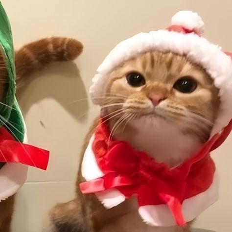 Cute Christmas Matching Pfp, Christmas Profile, Christmas Profile Pictures, Christmas Pfps, Cat Pfps, Pfp Friends, Christmas Pfp, Pfp Pics, Cat Pfp