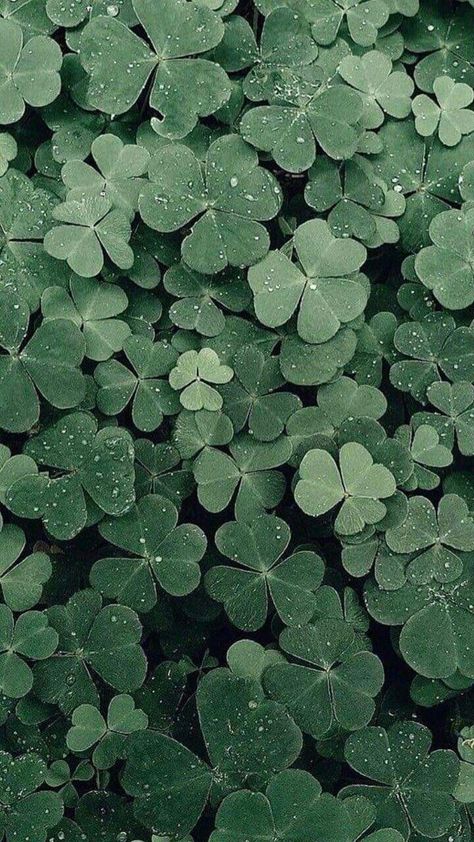 Jade Plant Aesthetic, Lush Aesthetic Green, Hazel Green Aesthetic, Green Flowers Aesthetic, Wallpaper Emerald Green, Og Aesthetic, St Patrick's Day Wallpaper, Green In Nature, Soft Green Aesthetic