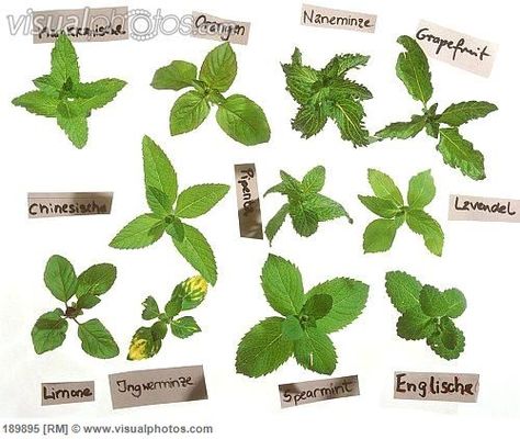 mint+varieties | Mint – There seem to be many species in Europe ... Types Of Mint Plants, Pinterest Plant, Growing Vegetables In Pots, Growing Mint, Food Gardening, Mint Leaf, Mint Plants, Backyard Gardening, Plant Propagation