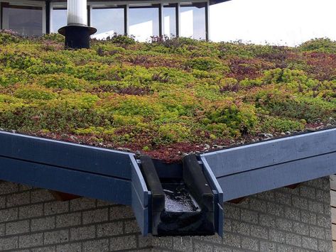 Sedum Roof, Rainwater Collection, Grass Roof, Living Roofs, Roof Architecture, Rain Water Collection, Pergola Plans, Earthship, Rooftop Garden