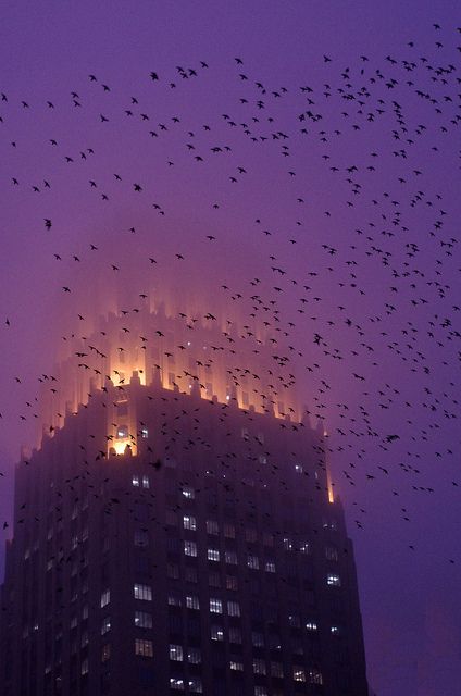 Grackles and fog. "Art Deco on a Foggy Houston Evening" by AlphaTangoBravo / Adam Baker, via Flickr Fantastic Wallpapers, Houston Skyline, Stephanie Brown, Downtown Houston, Art Deco Buildings, Gotham City, Purple Aesthetic, The Villain, Shades Of Purple