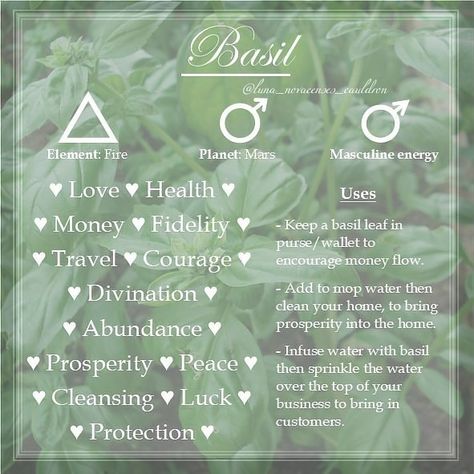 Correspondence of Basil in relation to witchcraft Rosemary Correspondence, Burning Rosemary Witchcraft, Rosemary Properties Magic, Rosemary Meaning Witchcraft, Rosemary In Witchcraft, Rosemary Spiritual Uses, Witchcraft Rosemary, Basil Witchcraft, Rosemary Meaning