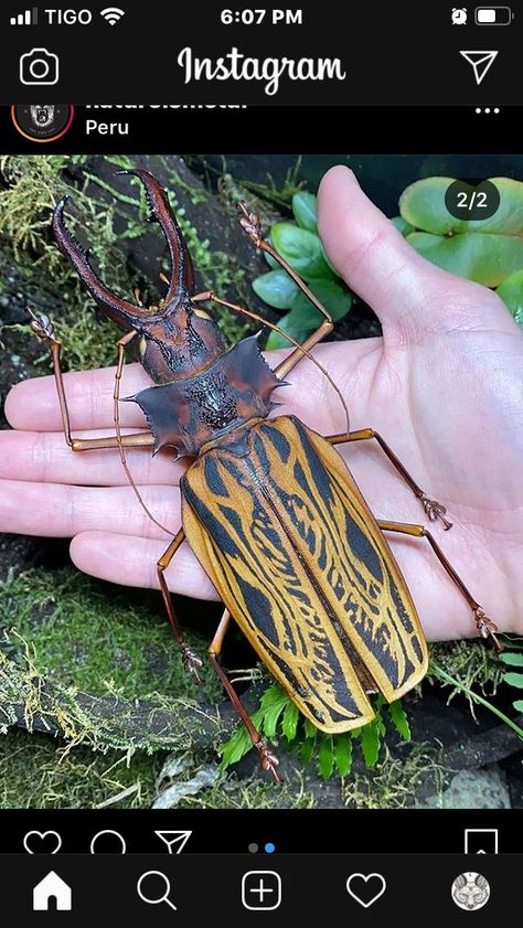 Terrifying Animals, Weird Insects, Longhorn Beetle, Cool Insects, Beetle Insect, Insect Collection, Cool Bugs, Beautiful Bugs, Creepy Crawlies