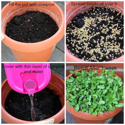 Merry Tummy: Tuesday's Tip- How To Grow Fenugreek Leaves/Methi ... Fenugreek Plant How To Grow, Fenugreek Plant, Methi Leaves Recipe, Wallpaper Plants Aesthetic, Coriander Plant, Growing Coriander, Fenugreek Seed, Curry Leaf Plant, Wallpaper Plants