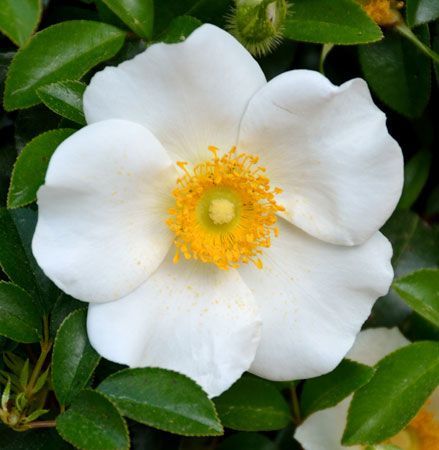 Georgia state flower - Students | Britannica Kids | Homework Help Georgia State Flower, Cherokee Rose, Georgia Country, Kids Homework, Georgia State, Homework Help, Yahoo Search, Bead Patterns, Beading Patterns