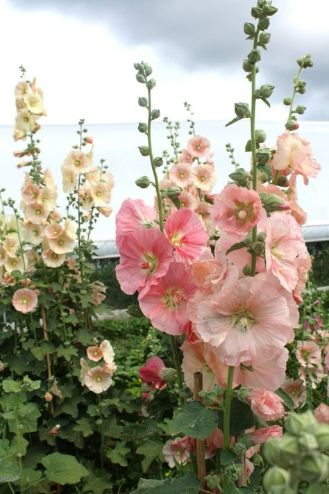 Hollyhocks Truck Garden, Hollyhocks Flowers, Alpine Plants, Cottage Garden Design, Garden Types, Cottage Gardens, Deco Floral, Window Boxes, Aquatic Plants