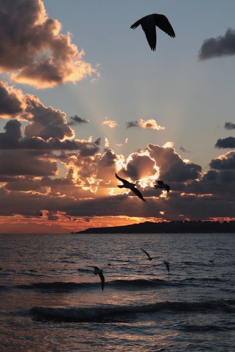 Birds Flying Photos, Download The BEST Free Birds Flying Stock Photos & HD Images Sky With Birds, Birds Flying Photography, Writer's Desk, Freedom Bird, Sunset Over The Ocean, Dramatic Sunset, Flying Together, Bird Flying, Lighthouse Keeper