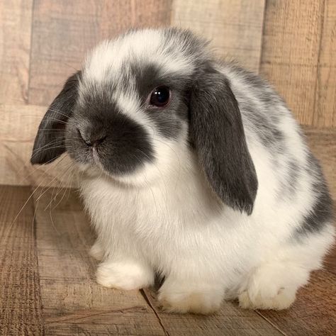 Cute Lop Bunnies, Holland Lops Bunnies, Cute Holland Lop Bunnies, Bunny Holland Lop, Mini Lop Bunny, Holland Lop Rabbit, Holland Lop Bunny, Devil King, Mini Lop Bunnies