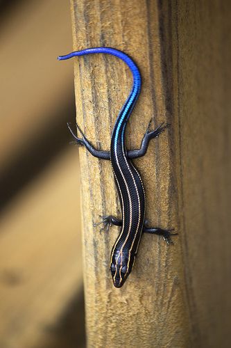 Blue Tailed Skink, Most Dangerous Animals, Colorful Lizards, Lizard Tattoo, Blue Tail, Cute Reptiles, Reptile Snakes, Dangerous Animals, Reptiles And Amphibians