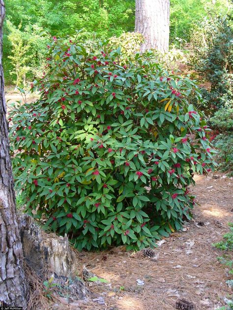 The British Gardener: Damn good plants - Illicium floridanum, Purple An... GREAT description of the different species of Anise! My favorites so far are either the Florida Sunshine or the Pink Frost. Nursery Trees, Low Maintenance Shrubs, Shade Shrubs, Florida Gardening, Florida Sunshine, Coastal Plain, Plant Catalogs, Hummingbird Garden, Beautiful Yards