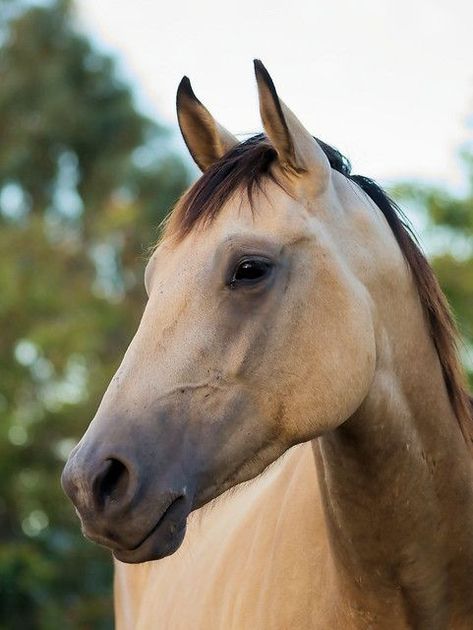 Horse Mane Braids, Buckskin Horse, Beautiful Horses Photography, Horse Inspiration, Horse Wallpaper, Horse Gear, Interesting Animals, Horse Portrait, Horse Equestrian