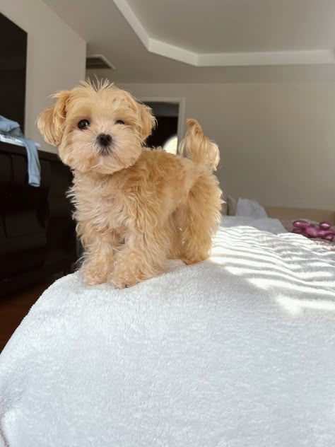 Teddy Bear Dogs, Spa Dog, Traveling With Pets, Cute Fluffy Puppies, Teddy Bear Puppies, Bear Puppy, Dog Spa, Teddy Bear Dog, Very Cute Puppies