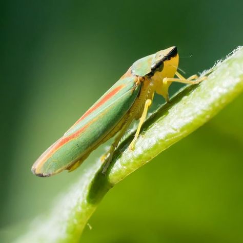 How to Get Rid of Leafhoppers | Planet Natural Leafhopper, Aquaponic Gardening, Fantasy Mermaids, Real Mermaids, Mermaid Painting, Plant Diseases, Plant Health, Garden Pests, Surf Art