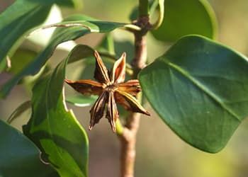 Star Anise - The Lost Herbs Star Anise Tattoo, Star Anise Magical Properties, Growing Star Anise, Star Anise Spiritual Meaning, Star Anise Jewelry, Herb Teas, Magical Properties Of Star Anise, Aroma Essential Oil, Herb Tea