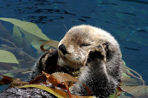 Sea Otters Holding Hands, Otter Facts, Otters Holding Hands, Vancouver Aquarium, Otter Love, Elephant Seal, Sea Otters, Baby Otters, Sea Otter