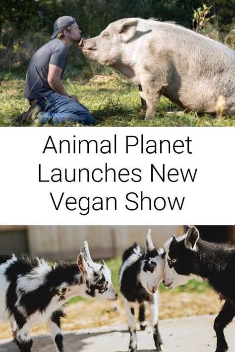 Saved By the Barn, a new 12 part heartwarming vegan documentary series will air on Animal Planet starting April 11th at 10pm EST! . . . . . . . #vegan #animals #animalplanet Vegan Documentaries, Vegan Activism, Vegan For The Animals, Vegan Facts, Vegan Art, Animal Family, Animal Activism, Vegan Kids, Vegan Quotes